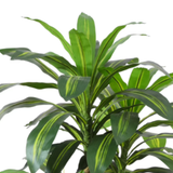 4ft Faux Dracaena Plant with White Tall Pot